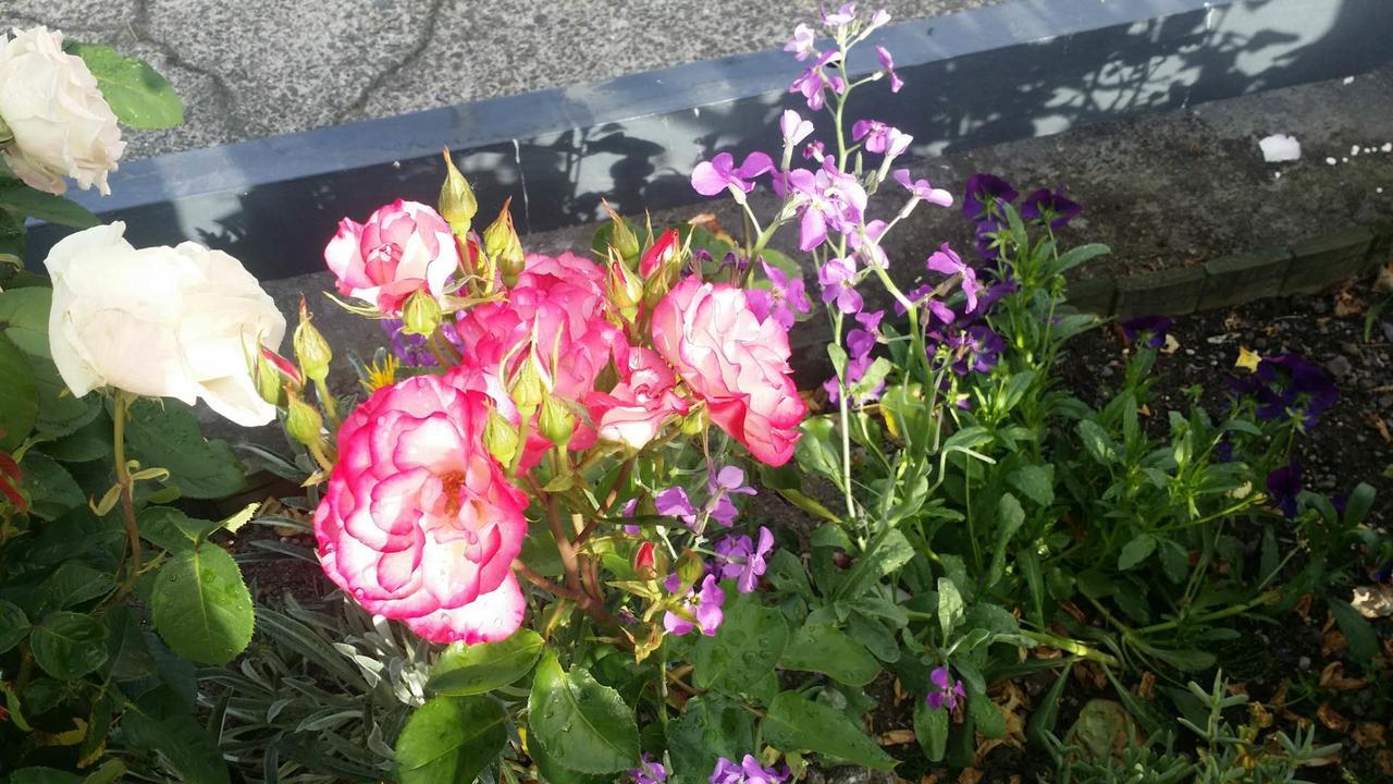 Rose Court Motel 4*