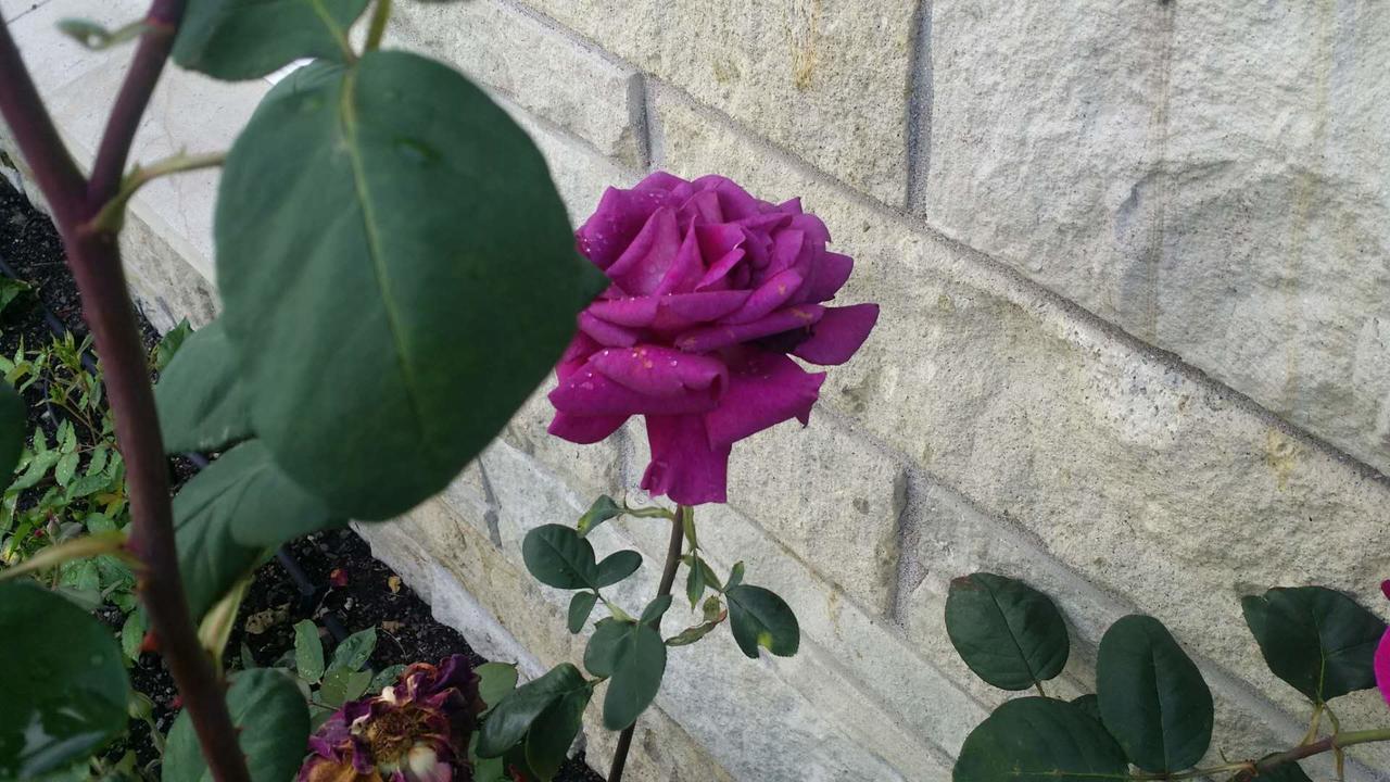 Rose Court 4*